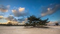 Lonely Pine Tree in shifting sands area