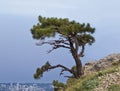 Lonely pine tree on the slope of mount AI-Petri