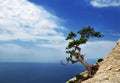 Lonely pine Royalty Free Stock Photo