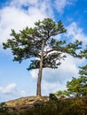 A lonely pine tree stretching towards the blue sky with white clouds at Cranny Crow Overlook, , Lost River State Park, West