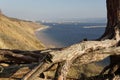 Lonely pine tree on the top of the sand cliff at the river bank Royalty Free Stock Photo