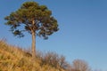 Lonely pine tree on the top of the sand cliff at the river bank Royalty Free Stock Photo