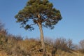 Lonely pine tree on the top of the sand cliff at the river bank Royalty Free Stock Photo