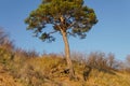 Lonely pine tree on the top of the sand cliff at the river bank Royalty Free Stock Photo