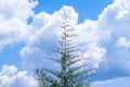 Lonely pine tree Royalty Free Stock Photo