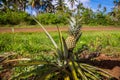 A lonely pineapple growing on a roadside of an rural road, in the island of Uvea Wallis, Wallis and Futuna Wallis-et-Futuna. Royalty Free Stock Photo