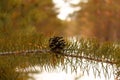 A lonely pinecone on the pinetree twig