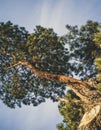 Lonely PineTree Silhouette in Warm Winter Day in December with a Royalty Free Stock Photo