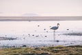 Lonely pink flamingo