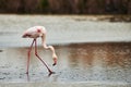 Lonely Pink Flamingo