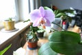 Lonely pink flower Orchid Phalaenopsis