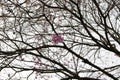 Lonely pink flower in the tree