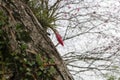 Lonely pink flower in the tree