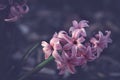 Lonely pink hyacinth in early spring