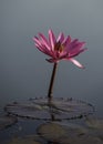 Lonely pink lotus in the lake