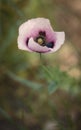 Lonely pink poppy Royalty Free Stock Photo