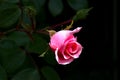 The lonely pink rose so beautiful