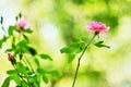 Lonely Pink rose close up Royalty Free Stock Photo