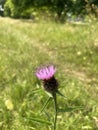 A lonely pink thistle growing in the fields