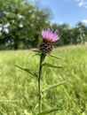 A lonely pink thistle growing in the fields