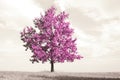 Lonely pink tree in the meadow Royalty Free Stock Photo