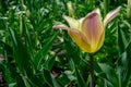 A lonely pink tulip blooming in the spring sun