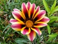 Lonely pink and yellow flower Gazania