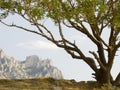 Lonely pistachio tree