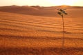 A lonely plant growing on a dry desert land at sunrise. Rebirth, hope, new life beginnings and spring season concept. Royalty Free Stock Photo