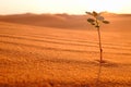 A lonely plant growing on a dry desert land at sunrise. Rebirth, hope, new life beginnings and spring season concept.