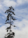 Lonely plant in the sky with clouds