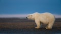 A lonely polar bear standing on the ground in Alaska