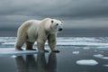 A lonely polar bear standing on a shrinking piece of ice adrift in the open ocean, under a grey sky Royalty Free Stock Photo