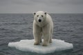 A lonely polar bear standing on a shrinking piece of ice adrift in the open ocean, under a grey sky Royalty Free Stock Photo