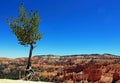 Lonely Ponderosa Pine stadning by Bryce Canyon Royalty Free Stock Photo