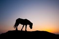 Lonely Pony Royalty Free Stock Photo