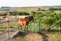 Lonely pony near the gate at the farm