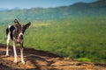 Lonely poor dog Royalty Free Stock Photo