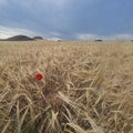 Lonely poppy in a cereal field