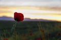 Lonely poppy in the field at dawn