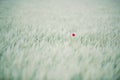 Lonely poppy flower