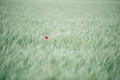 Lonely poppy flower