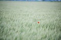 Lonely poppy flower