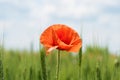 Lonely poppy flower on a wheat field. Beautiful summer landscape