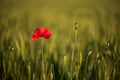 Lonely poppy flower in wheat field on sunset. soft focus. Harvest Concept Royalty Free Stock Photo