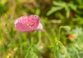 Lonely poppy in grass at spring season