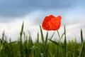 Lonely poppy in wheat field