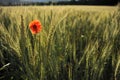 Lonely poppy in a wheatfield view from far