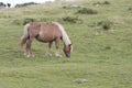 Lonely Pottoka horse Royalty Free Stock Photo