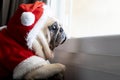Lonely pug dog with red santa claus costume dress looking at windows waiting for owner and her friend come to celebrate birthday